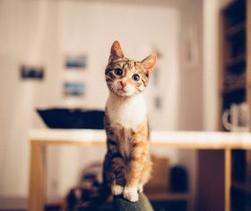 Kitten sitting in chair Stock Photo