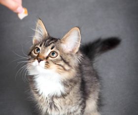 Kitten staring at food Stock Photo