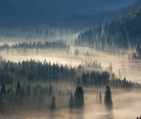 Large forest covered with fog Stock Photo