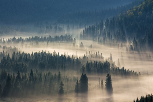 Large forest covered with fog Stock Photo