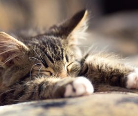 Little fluffy kitten sleeping Stock Photo 01