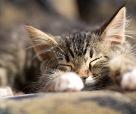 Little fluffy kitten sleeping Stock Photo 02