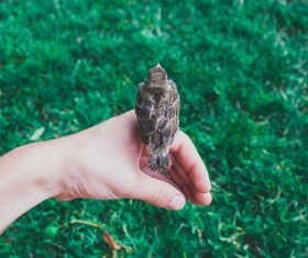 Little sparrow standing on the hand Stock Photo