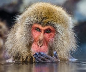 Monkey winter Enjoy hot spring Stock Photo 01