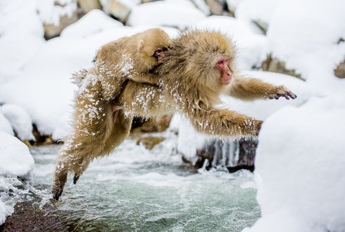 Monkey winter Enjoy hot spring Stock Photo 02