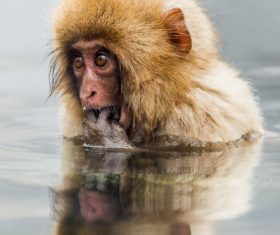 Monkey winter Enjoy hot spring Stock Photo 03
