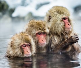 Monkey winter Enjoy hot spring Stock Photo 04