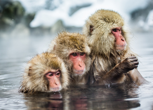 Monkey winter Enjoy hot spring Stock Photo 04
