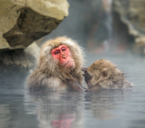 Monkey winter Enjoy hot spring Stock Photo 05