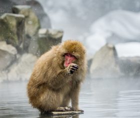 Monkey winter Enjoy hot spring Stock Photo 06
