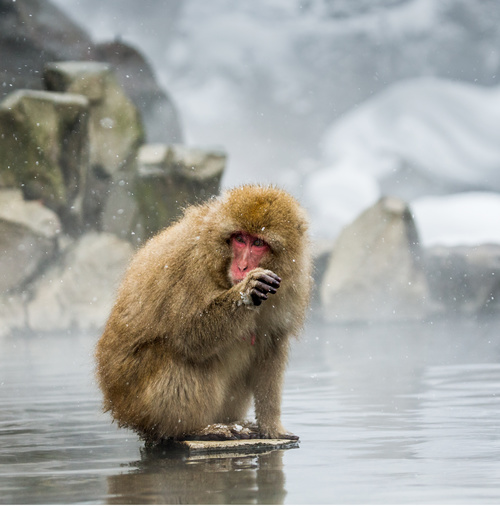 Monkey winter Enjoy hot spring Stock Photo 06