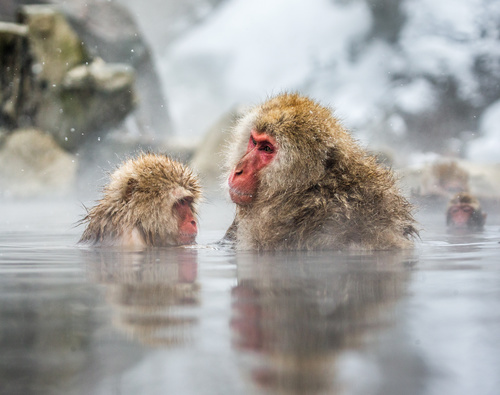 Monkey winter Enjoy hot spring Stock Photo 07