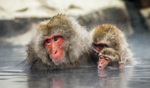 Monkey winter Enjoy hot spring Stock Photo 08