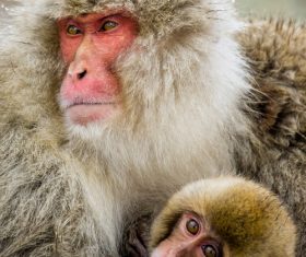 Mother Monkey Hold Cub Stock Photo