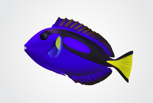 Multicolored skin fish sea animal vector 01