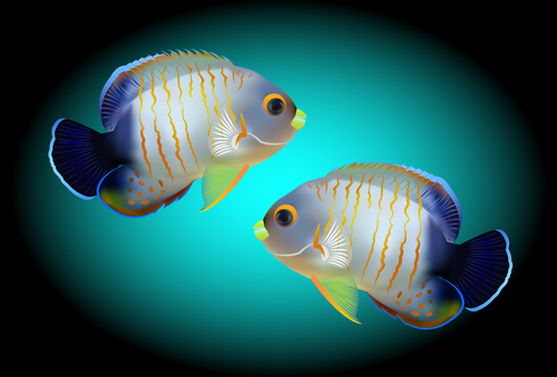 Multicolored skin fish sea animal vector 04