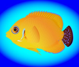 Multicolored skin fish sea animal vector 13