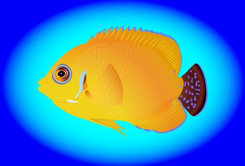 Multicolored skin fish sea animal vector 13