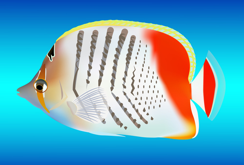Multicolored skin fish sea animal vector 18