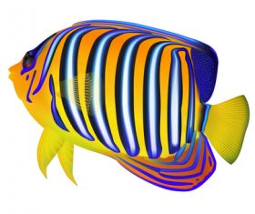 Multicolored skin fish sea animal vector 19