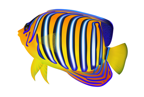 Multicolored skin fish sea animal vector 19