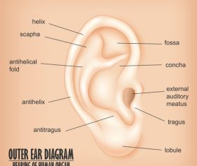 Outer ear diagram vector material