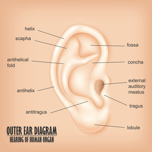 Outer ear diagram vector material