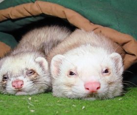 Pet marten Stock Photo