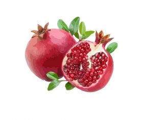 Pomegranate hand drawn illustration fruit material vector