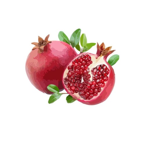 Pomegranate hand drawn illustration fruit material vector
