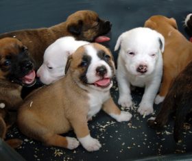 Puppies Stock Photo