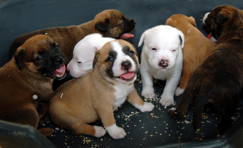 Puppies Stock Photo