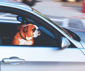 Puppy sitting in the car Stock Photo