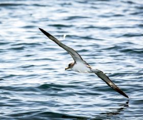 Seagull skimming over the sea level Stock Photo
