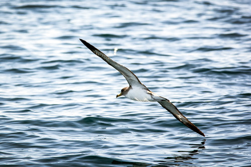 Seagull skimming over the sea level Stock Photo