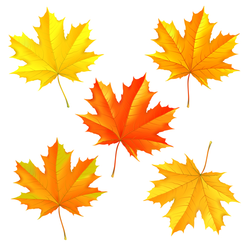 Set of autumn maple leaves vector 01