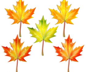 Set of autumn maple leaves vector 04