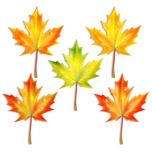 Set of autumn maple leaves vector 04