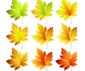 Set of autumn maple leaves vector 05