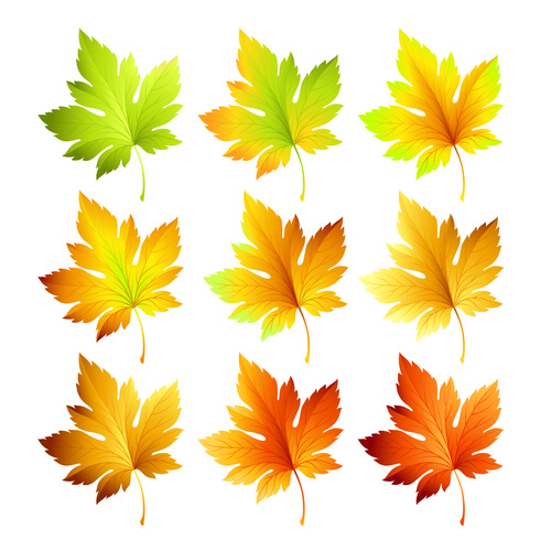 Set of autumn maple leaves vector 05