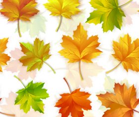 Set of autumn maple leaves vector 06
