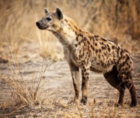 Spotted hyena Stock Photo 01
