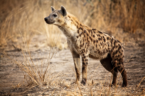 Spotted hyena Stock Photo 01