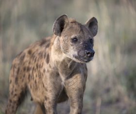 Spotted hyena Stock Photo 02
