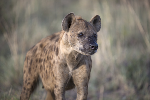 Spotted hyena Stock Photo 02