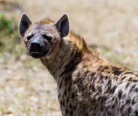 Spotted hyena Stock Photo 03