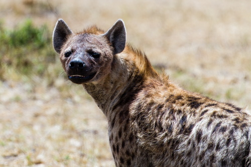 Spotted hyena Stock Photo 03