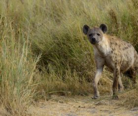Spotted hyena Stock Photo 04