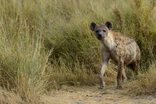 Spotted hyena Stock Photo 04