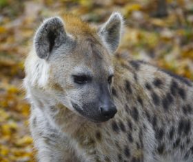 Spotted hyena Stock Photo 05